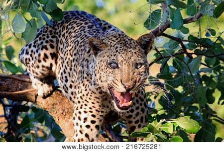 One Eyed Leopard (Panthera Pardus) up a tree looking directly at camera snarling with mouth open wrinkled muzzle