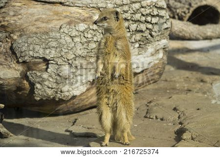 Funny surakat standing vertically in the desert