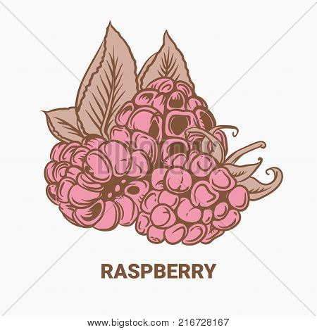 Illustration Of Drawing Raspberry. Hand Draw Illustration For Design. Vector Engraving Drawing Antiq