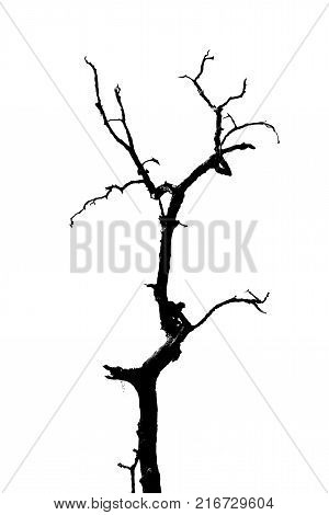 silhouette of lonely tree, dead treeisolated on white background