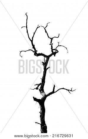 silhouette of lonely tree, dead treeisolated on white background