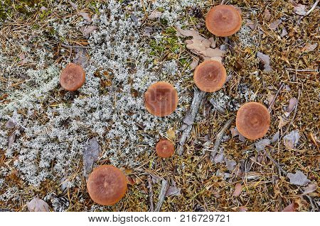 Wild mushrooms on a finland forest. Micology nature background. Horizontal