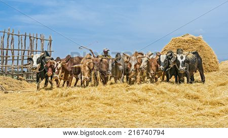 ADDIS ABABA, ETHIOPIA - MAY 1, 2015 : Ethiopian farmer using herd of oxen for threshing harvest.