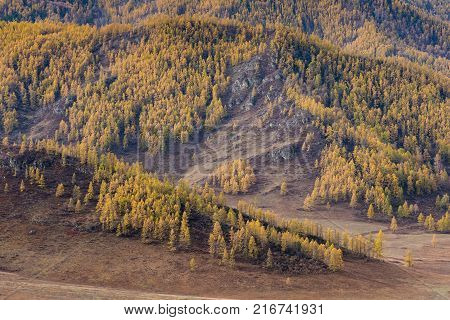 Autumn mountain landscape. Yellow larch on the background of mountain ranges. Russia, the Altai Republic.