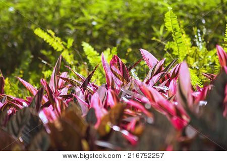 Summer leafy photo background. Tropical foliage plant in exotic garden. White and green leaf of exotic plant.