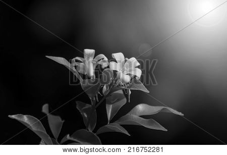 White flower Murraya paniculata or Orang Jessamin on tree black and white picture