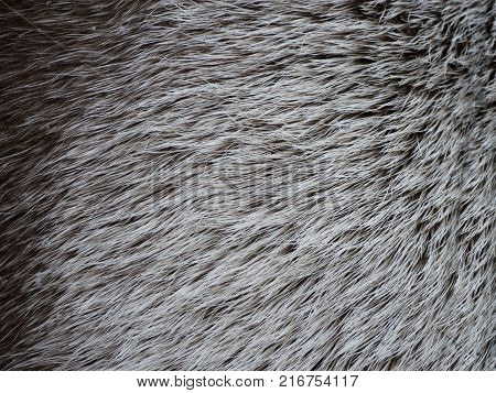 Brown white deer hair texture background. Line wool floor with white light.