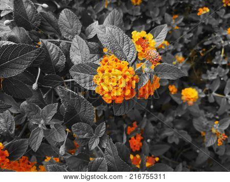 The bright flower heads of lantana or weeping lantana is blooming in the garden. Vivid beautiful hedge flower on black and white background.