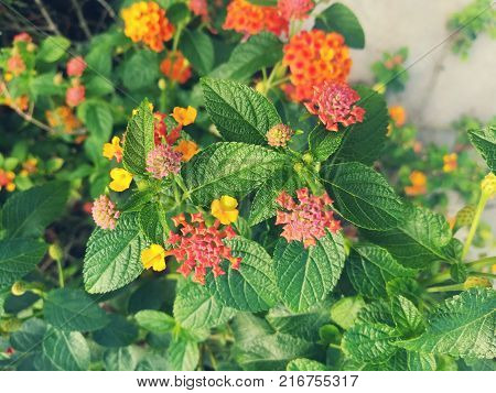 The bright flower heads of lantana or weeping lantana is blooming in the green garden. Vivid beautiful hedge flower.