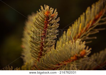 Christmas card by forest environment in special light and color