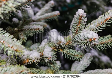 Christmas card by forest environment in special light and color
