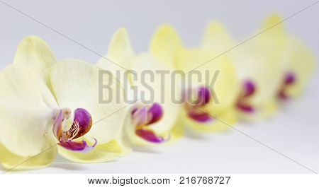 Blooming Yellow Orchid Isolated on White Background.