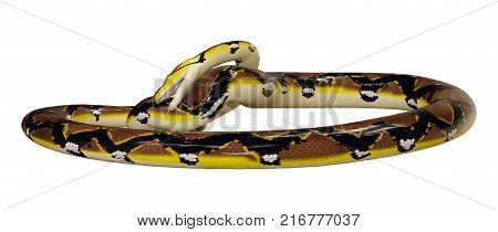 3D Rendering Reticulated Python On White