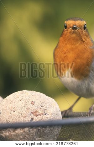 A closeup image of Wildlife and nature, with a Bluetit Garden bird perching on a bird feeder.