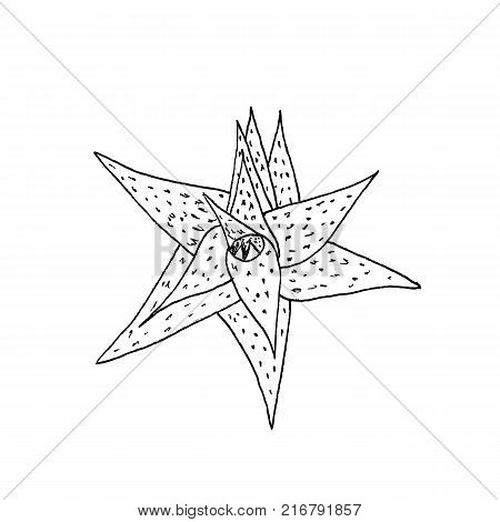 Aloe plant with leaves.  illustration on white background