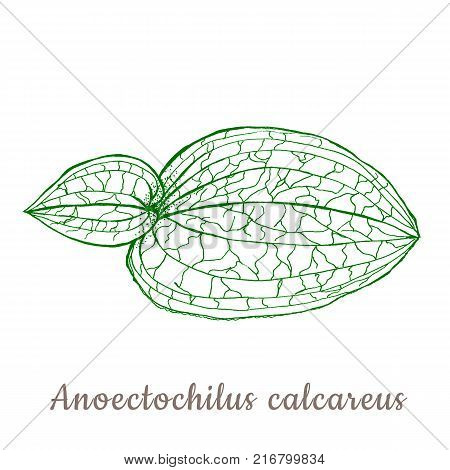 Sketch of orchid leaves anoectohilus calcareus in green color on white background