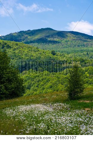Grassy Field With Daisies On Hillside
