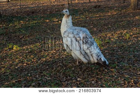 White peacock strolls through the park in search of food