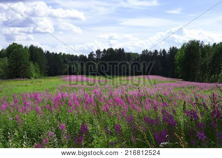 A green field with bright violet flowers, a blue sky in the clouds and a forest in the summer