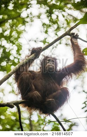 Orangutan On The Tree Branches. Bornean Orangutan (pongo Pygmaeus Wurmmbii) In The Wild Nature. Rain