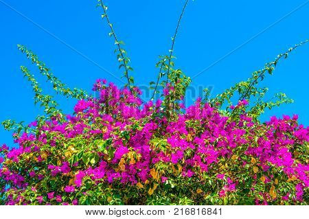 Blooming bougainvillea with bright purple flowers on a cloudless blue sky background