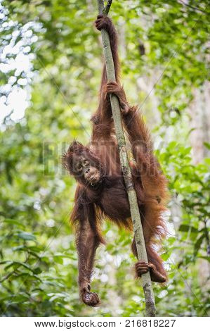 orangutan on the tree branches. Bornean orangutan (Pongo pygmaeus wurmmbii) in the wild nature. Rainforest of Island Borneo. Indonesia.