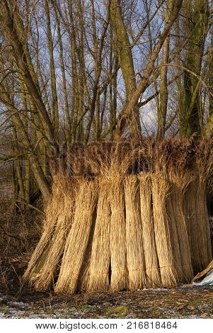 Wooded willow branches against a tree in the Brabantse Biesbosch near the Dutch village Werkendam