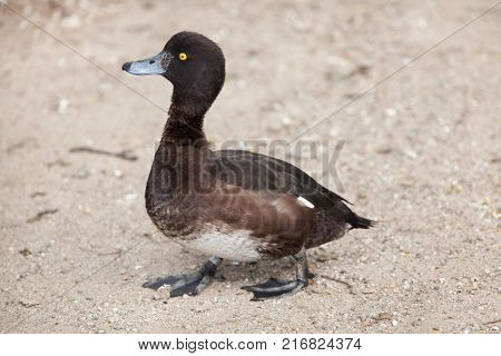 Tufted duck (Aythya fuligula). Wild life animal. 