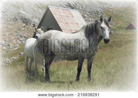 white mare in Lukavica Plateau, Montenegro 