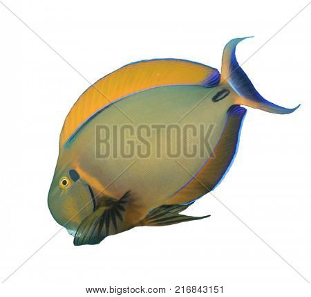 Roundspot Surgeonfish fish isolated on white background