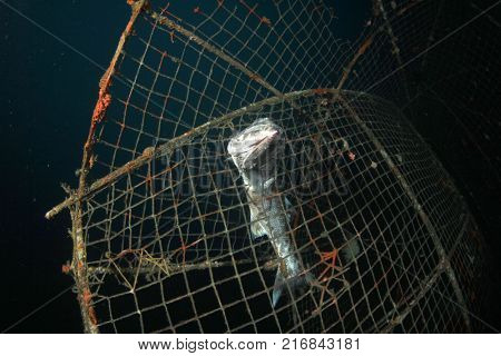 Dead fish stuck in abandoned fishing net. Environmental problem of overfishing