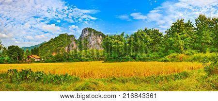 Rice field and mountains. Beautiful rural landscape. Luang Prabang. Laos. Panorama
