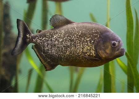 Red piranha (Pygocentrus nattereri), also known as the red-bellied piranha.