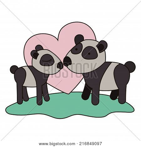 pandas couple over grass in colorful silhouette on white background with heart vector illustration