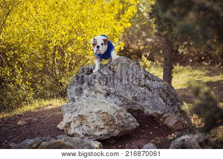 English puppy Bulldog Dog at the forest summer time.