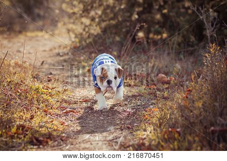 English puppy Bulldog Dog at the forest summer time.