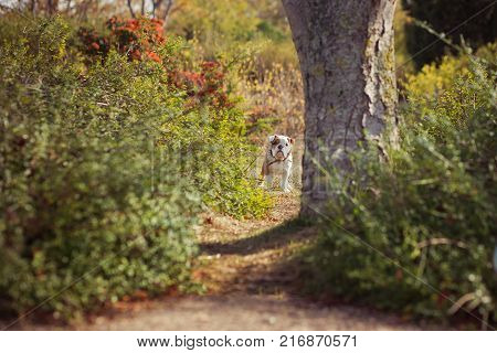 English puppy Bulldog Dog at the forest summer time.