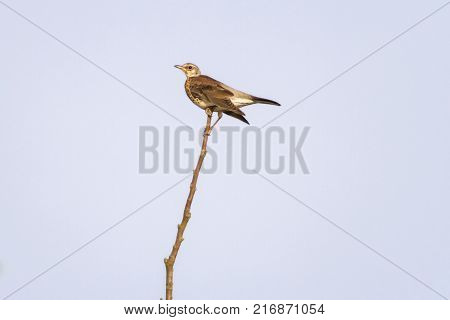 Fieldfare (turdus Pilaris)