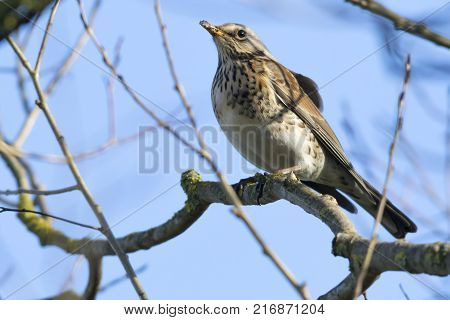 Fieldfare (turdus Pilaris)