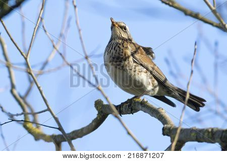 Fieldfare (turdus Pilaris)
