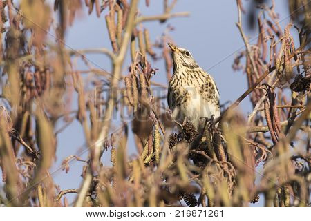 Fieldfare (turdus Pilaris)