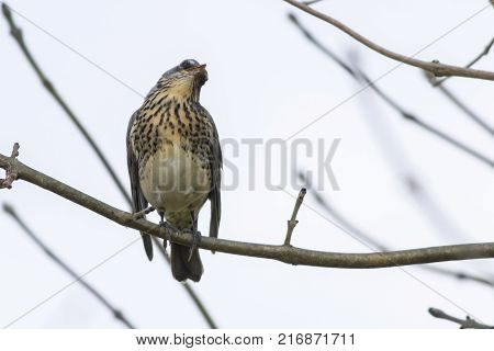 Fieldfare (turdus Pilaris)