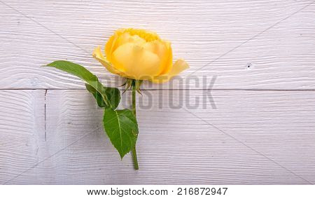 Yellow English rose on white wooden background. David Austin Rose Golden Celebration