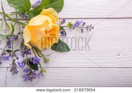 Beautiful yellow English rose on white wooden background. David Austin Rose Golden Celebration. Copy space. Mother's, Valentines, Women's Wedding Day concept.