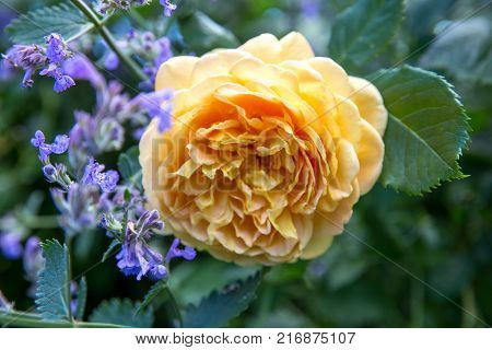 Blooming yellow rose in the garden on a sunny day after rain. 