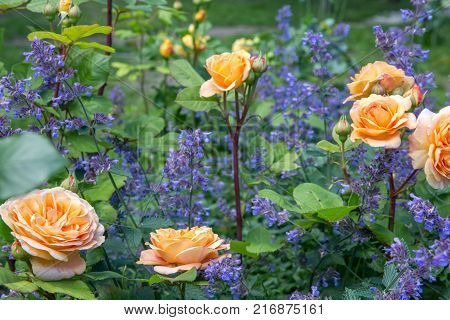 Blooming yellow orange roses in the garden on a sunny day.