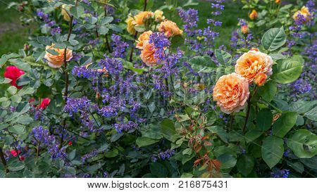 Blooming yellow orange roses in the garden on a sunny day. 