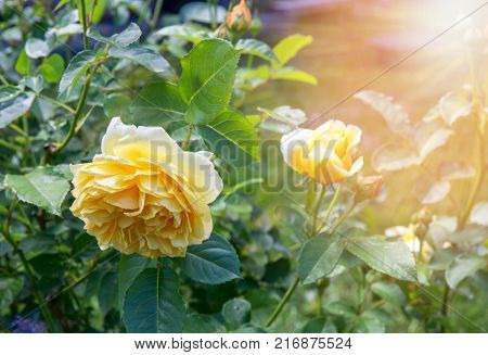 Blooming yellow orange English roses in the garden on a sunny day. 