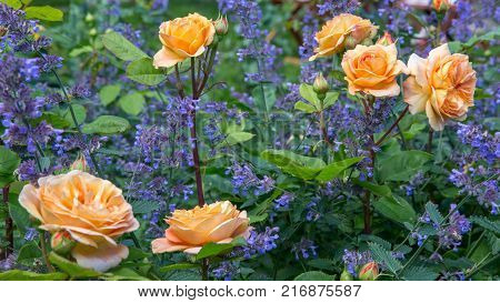 Blooming yellow orange roses in the garden on a sunny day. 