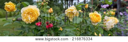 Blooming yellow rose in the garden on a sunny day after rain. Rose Golden Celebration. Panoramic view.